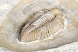 Rare Rielaspis Trilobite - Ontario, Canada #179440-4